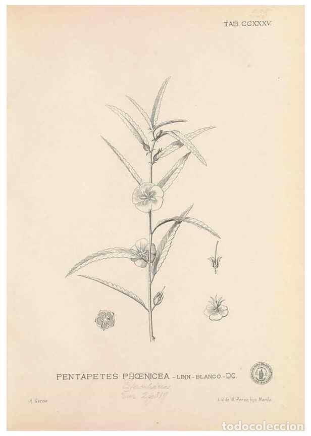 Coleccionismo de Revistas y Peri&oacute;dicos: Reproducci&oacute;n/Reproduction 49747504172: Flora de Filipinas,. Manila,Estab. tip. de Plana y ca.,1877-8