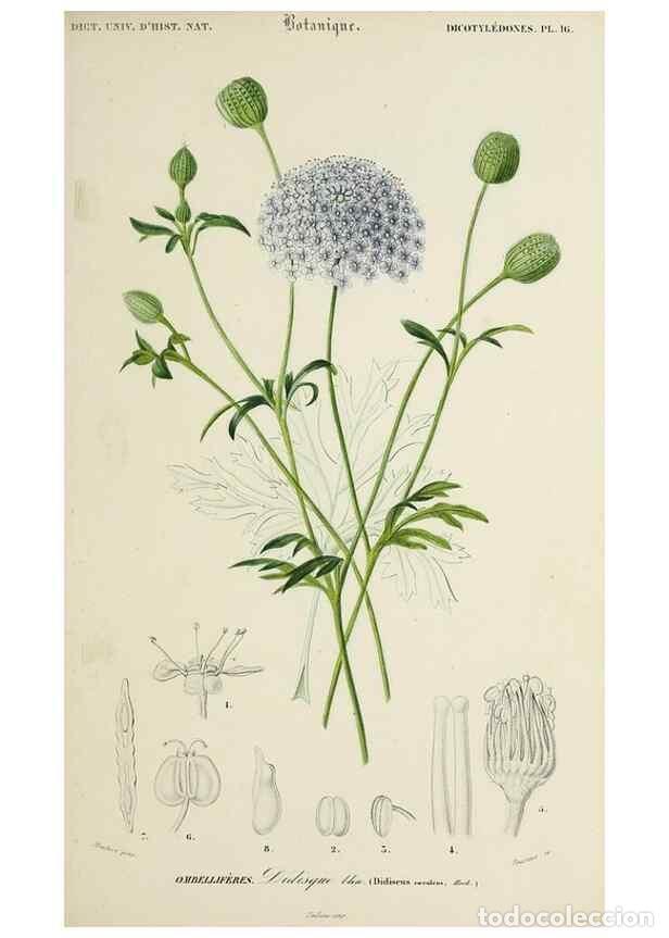 Collection Magazines and Newspapers: Reproducci&oacute;n/Reproduction 49724220913: Dictionnaire universel d'histoire naturelle :. Paris :Chez le