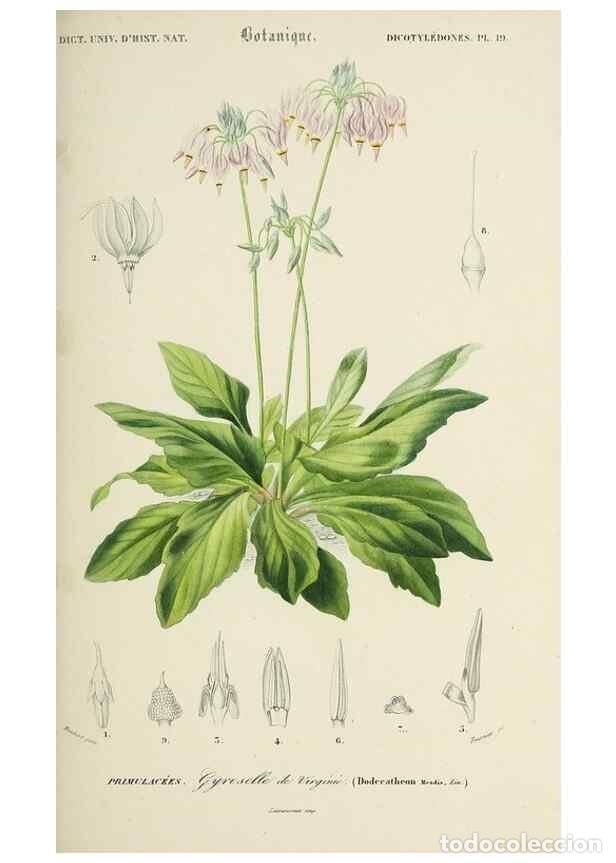 Collection Magazines and Newspapers: Reproducci&oacute;n/Reproduction 49724760311: Dictionnaire universel d'histoire naturelle :. Paris :Chez le