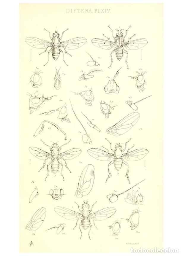 Collection Magazines and Newspapers: Reproducci&oacute;n/Reproduction 49770721896: Insecta Britanica : Diptera / by Francis Walker.. London :Ree
