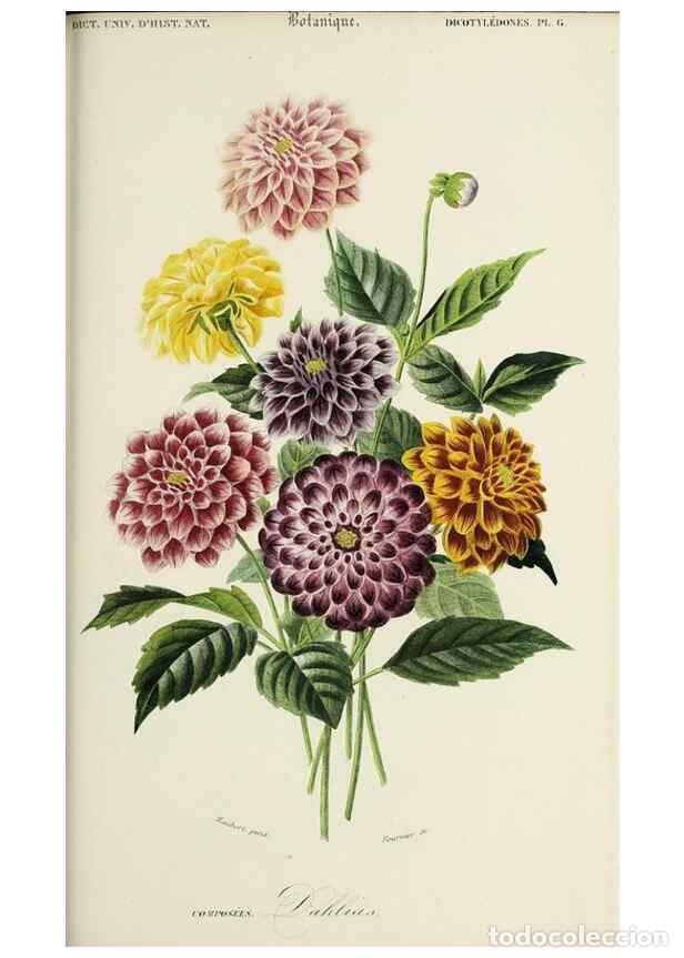 Collection Magazines and Newspapers: Reproducci&oacute;n/Reproduction 49725082392: Dictionnaire universel d'histoire naturelle :. Paris :Chez le