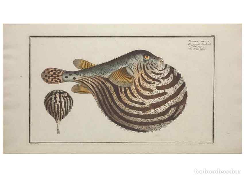 Collection Magazines and Newspapers: Reproducci&oacute;n/Reproduction 49770832322: Ichtyologie, ou, Histoire naturelle, g&eacute;n&eacute;rale et particuli&egrave;re