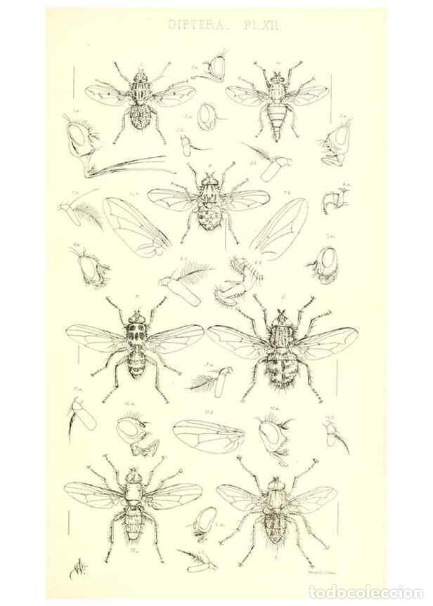 Collection Magazines and Newspapers: Reproducci&oacute;n/Reproduction 49770721151: Insecta Britanica : Diptera / by Francis Walker.. London :Ree