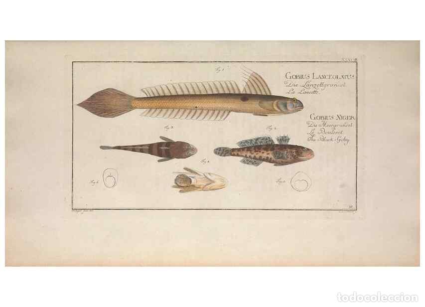 Collection Magazines and Newspapers: Reproducci&oacute;n/Reproduction 49769151211: Ichtyologie, ou, Histoire naturelle, g&eacute;n&eacute;rale et particuli&egrave;re