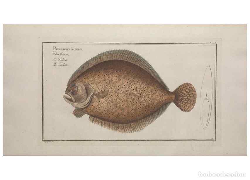 Collection Magazines and Newspapers: Reproducci&oacute;n/Reproduction 49768620413: Ichtyologie, ou, Histoire naturelle, g&eacute;n&eacute;rale et particuli&egrave;re