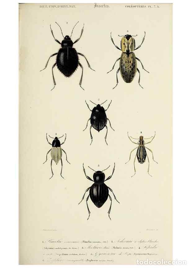 Collection Magazines and Newspapers: Reproducci&oacute;n/Reproduction 49723709118: Dictionnaire universel d'histoire naturelle :. Paris :Chez le