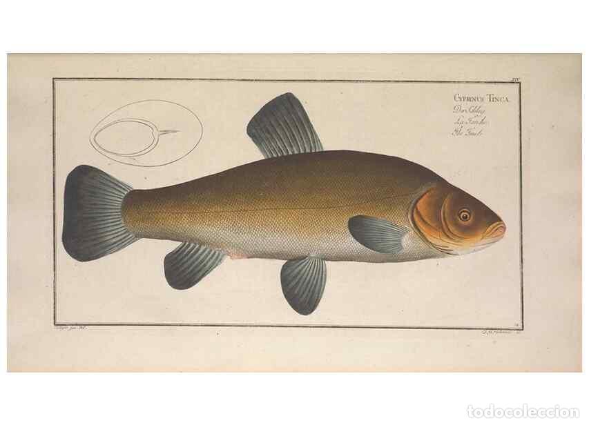Collection Magazines and Newspapers: Reproducci&oacute;n/Reproduction 49769142261: Ichtyologie, ou, Histoire naturelle, g&eacute;n&eacute;rale et particuli&egrave;re