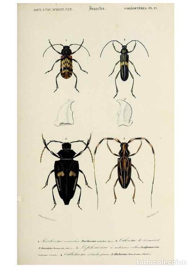 Collection Magazines and Newspapers: Reproducci&oacute;n/Reproduction 49724245496: Dictionnaire universel d'histoire naturelle :. Paris :Chez le