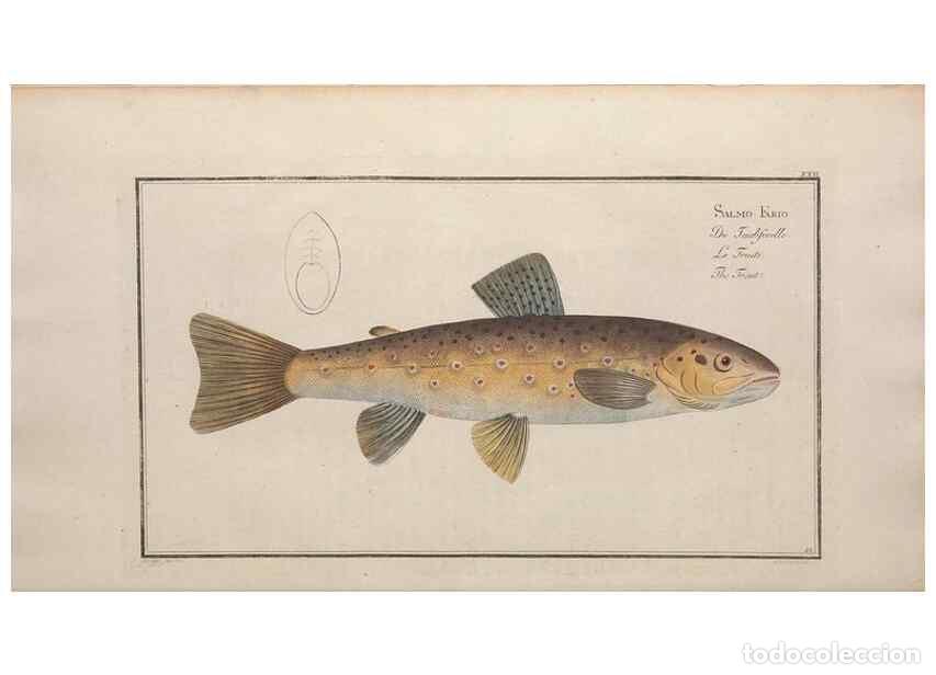 Collection Magazines and Newspapers: Reproducci&oacute;n/Reproduction 49769145046: Ichtyologie, ou, Histoire naturelle, g&eacute;n&eacute;rale et particuli&egrave;re