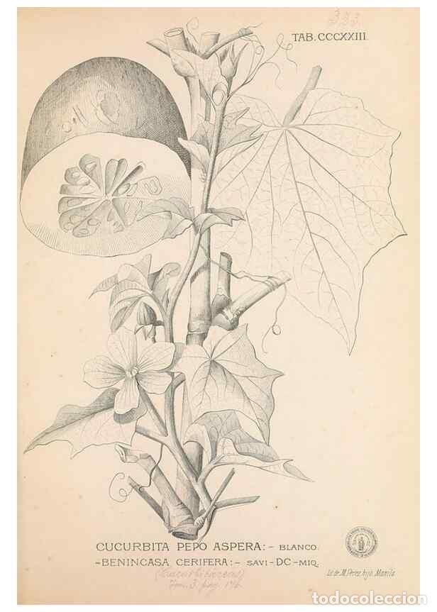 Coleccionismo de Revistas y Peri&oacute;dicos: Reproducci&oacute;n/Reproduction 49746658263: Flora de Filipinas,. Manila,Estab. tip. de Plana y ca.,1877-8