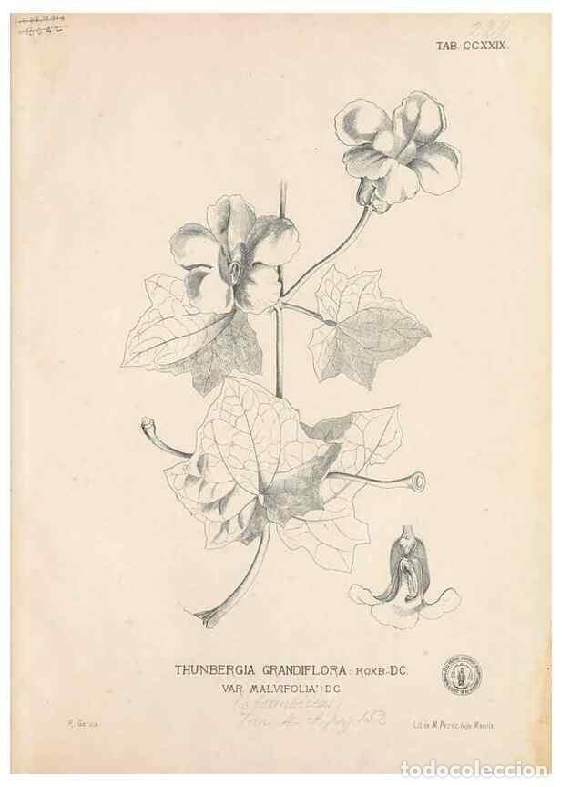 Coleccionismo de Revistas y Peri&oacute;dicos: Reproducci&oacute;n/Reproduction 49747502502: Flora de Filipinas,. Manila,Estab. tip. de Plana y ca.,1877-8