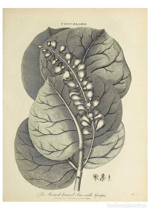 Coleccionismo de Revistas y Peri&oacute;dicos: Reproducci&oacute;n/Reproduction 49754468882: Encyclopaedia londinensis, or, Universal dictionary of arts,