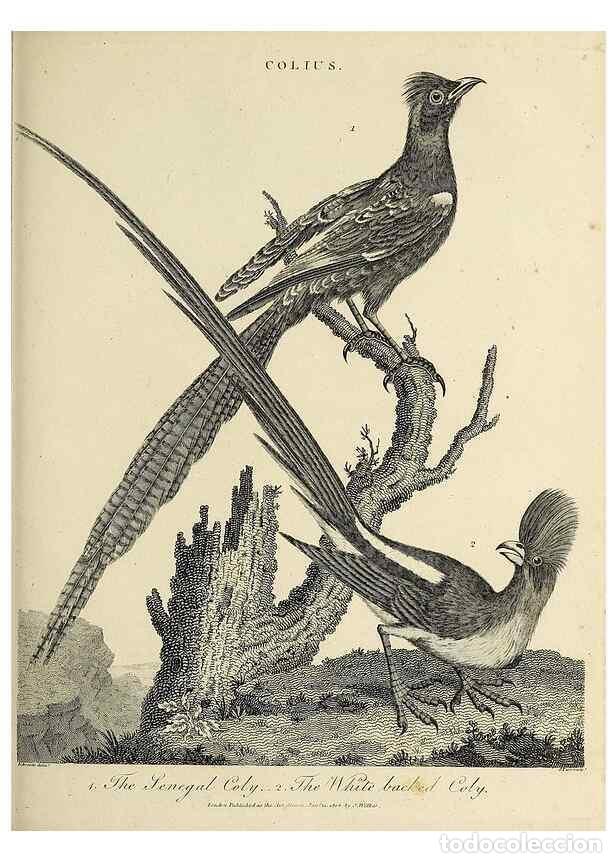 Coleccionismo de Revistas y Peri&oacute;dicos: Reproducci&oacute;n/Reproduction 49754132886: Encyclopaedia londinensis, or, Universal dictionary of arts,