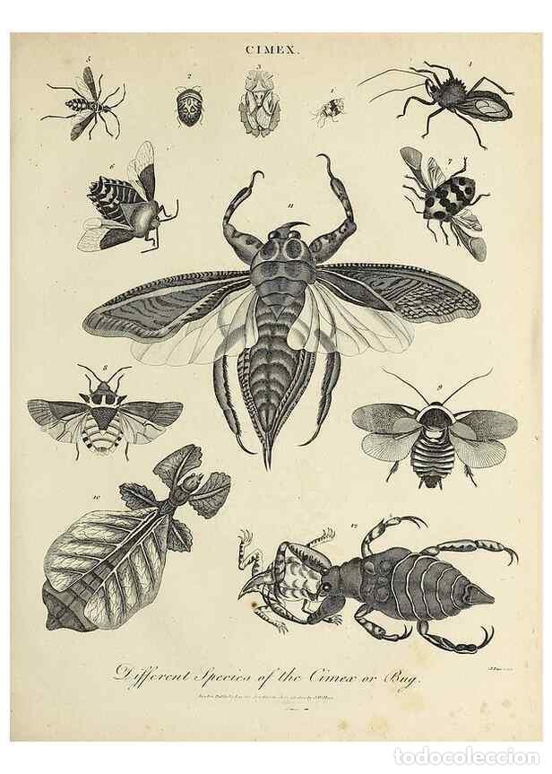 Coleccionismo de Revistas y Peri&oacute;dicos: Reproducci&oacute;n/Reproduction 49754465967: Encyclopaedia londinensis, or, Universal dictionary of arts,