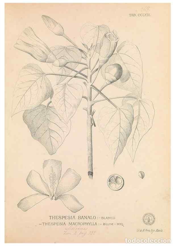 Coleccionismo de Revistas y Peri&oacute;dicos: Reproducci&oacute;n/Reproduction 49746644413: Flora de Filipinas,. Manila,Estab. tip. de Plana y ca.,1877-8