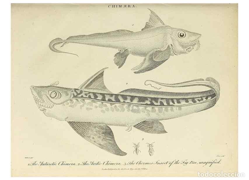 Coleccionismo de Revistas y Peri&oacute;dicos: Reproducci&oacute;n/Reproduction 49754126361: Encyclopaedia londinensis, or, Universal dictionary of arts,