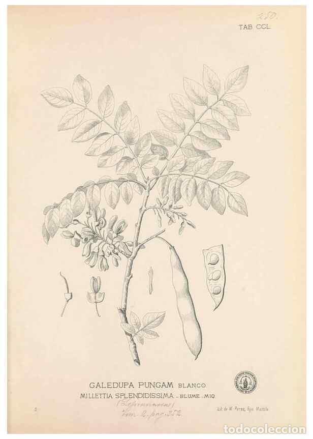 Coleccionismo de Revistas y Peri&oacute;dicos: Reproducci&oacute;n/Reproduction 49747508257: Flora de Filipinas,. Manila,Estab. tip. de Plana y ca.,1877-8