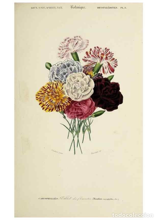 Coleccionismo de Revistas y Peri&oacute;dicos: Reproducci&oacute;n/Reproduction 49725073367: Dictionnaire universel d'histoire naturelle :. Paris :Chez le