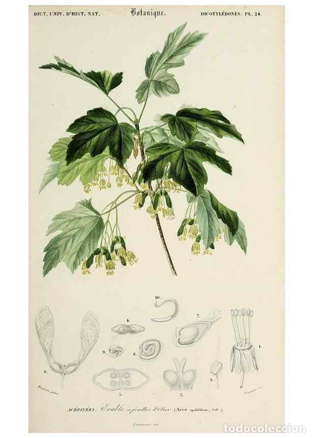 Coleccionismo de Revistas y Peri&oacute;dicos: Reproducci&oacute;n/Reproduction 49724217863: Dictionnaire universel d'histoire naturelle :. Paris :Chez le