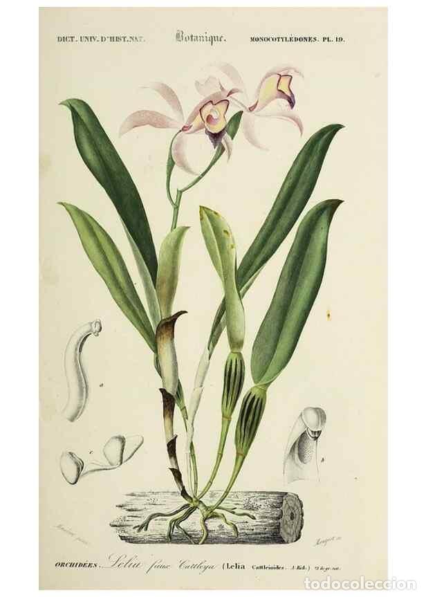 Coleccionismo de Revistas y Peri&oacute;dicos: Reproducci&oacute;n/Reproduction 49724753041: Dictionnaire universel d'histoire naturelle :. Paris :Chez le