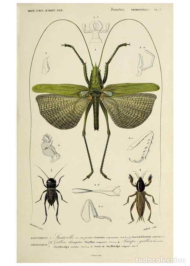 Coleccionismo de Revistas y Peri&oacute;dicos: Reproducci&oacute;n/Reproduction 49724246771: Dictionnaire universel d'histoire naturelle :. Paris :Chez le