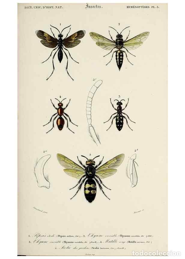 Coleccionismo de Revistas y Peri&oacute;dicos: Reproducci&oacute;n/Reproduction 49723706793: Dictionnaire universel d'histoire naturelle :. Paris :Chez le