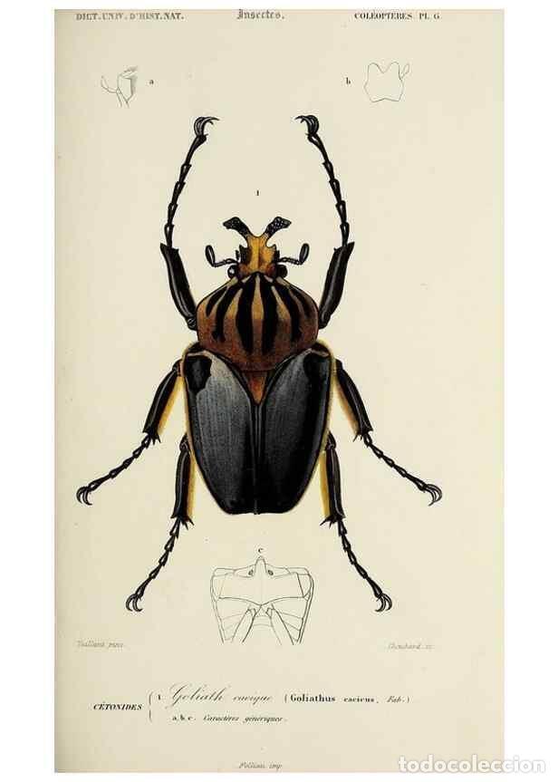 Coleccionismo de Revistas y Peri&oacute;dicos: Reproducci&oacute;n/Reproduction 49724243866: Dictionnaire universel d'histoire naturelle :. Paris :Chez le