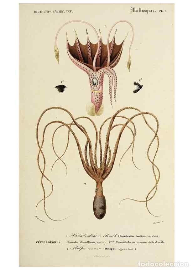 Coleccionismo de Revistas y Peri&oacute;dicos: Reproducci&oacute;n/Reproduction 49724205553: Dictionnaire universel d'histoire naturelle :. Paris :Chez le