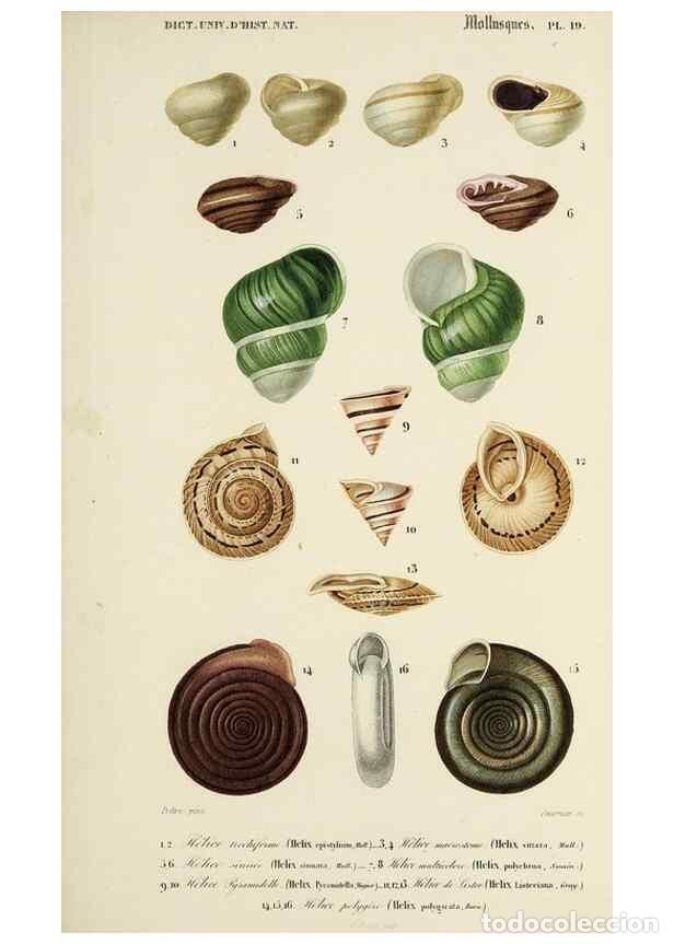 Coleccionismo de Revistas y Peri&oacute;dicos: Reproducci&oacute;n/Reproduction 49725063397: Dictionnaire universel d'histoire naturelle :. Paris :Chez le