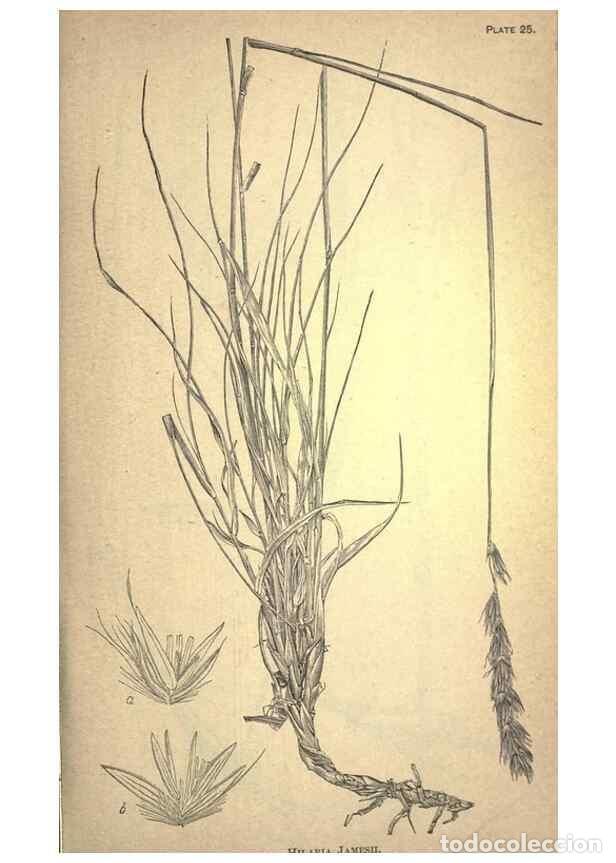 Collection Magazines and Newspapers: Reproducci&oacute;n/Reproduction 49579178146: The agricultural grasses and forage plants of the United Stat