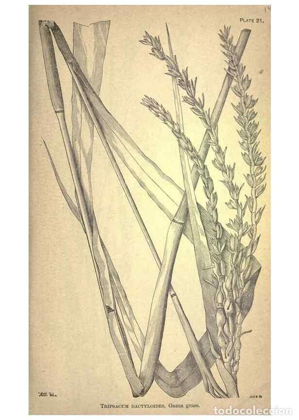 Collection Magazines and Newspapers: Reproducci&oacute;n/Reproduction 49579177006: The agricultural grasses and forage plants of the United Stat