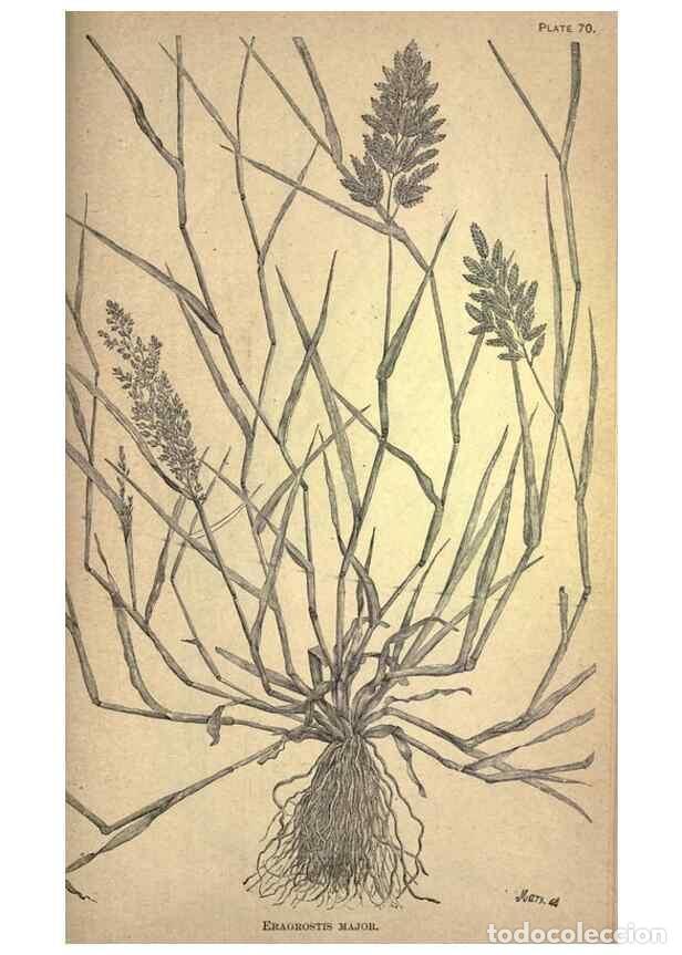 Collection Magazines and Newspapers: Reproducci&oacute;n/Reproduction 49579191141: The agricultural grasses and forage plants of the United Stat