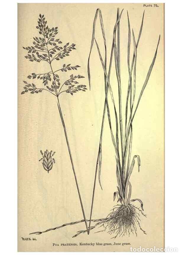 Collection Magazines and Newspapers: Reproducci&oacute;n/Reproduction 49578688503: The agricultural grasses and forage plants of the United Stat