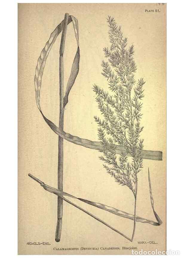 Collectionnisme de Revues et Journaux: Reproducci&oacute;n/Reproduction 49579185696: The agricultural grasses and forage plants of the United Stat