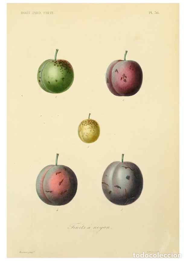 Collectionnisme de Revues et Journaux: Reproducci&oacute;n/Reproduction 49583207883: Le R&egrave;gne v&eacute;g&eacute;tal;. Paris,L. Gu&eacute;rin,1870-72.. - R&eacute;veil, O.