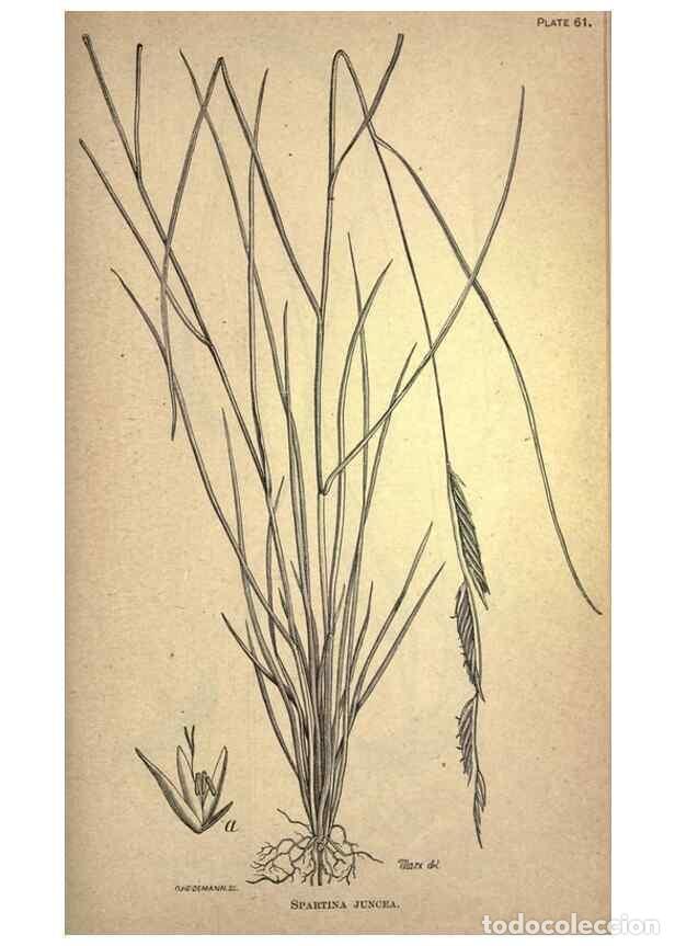 Collectionnisme de Revues et Journaux: Reproducci&oacute;n/Reproduction 49579414547: The agricultural grasses and forage plants of the United Stat