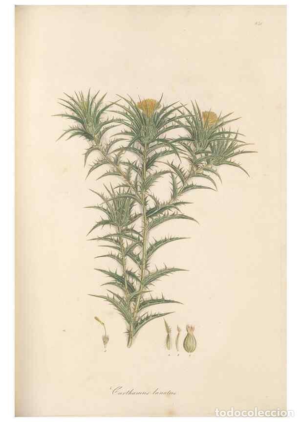 Collectionnisme de Revues et Journaux: Reproducci&oacute;n/Reproduction 49579898466: Flora Graeca, sive, Plantarum rariorum historia, quas in prov