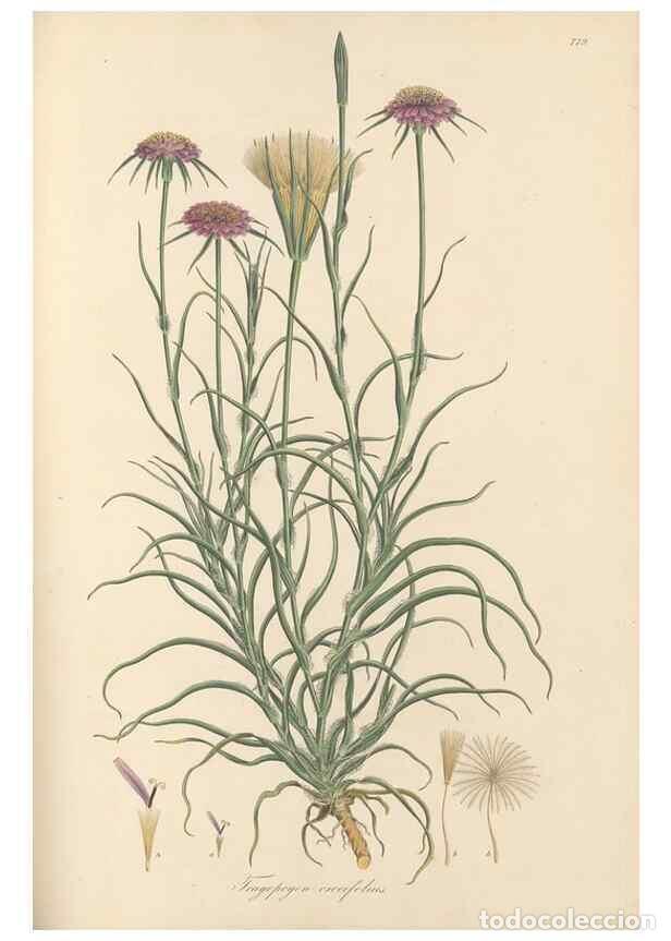 Collectionnisme de Revues et Journaux: Reproducci&oacute;n/Reproduction 49580066072: Flora Graeca, sive, Plantarum rariorum historia, quas in prov