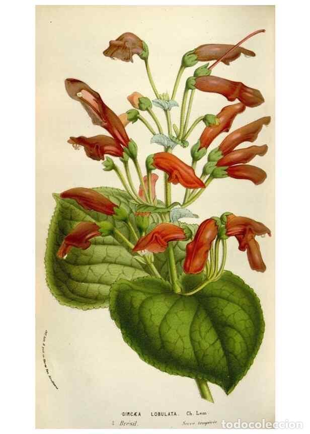 Collectionnisme de Revues et Journaux: Reproducci&oacute;n/Reproduction 49584288562: Flore des serres et des jardins de l'Europe. A Gand :chez Lou