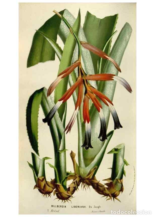 Colecionismo de Revistas e Jornais: Reproducci&oacute;n/Reproduction 49584058091: Flore des serres et des jardins de l'Europe. A Gand :chez Lou