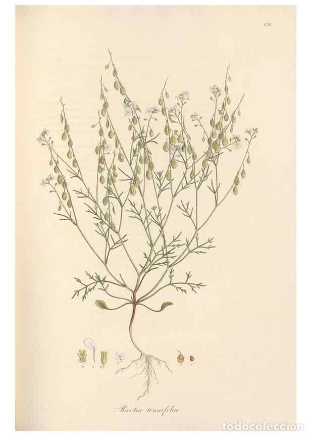 Colecionismo de Revistas e Jornais: Reproducci&oacute;n/Reproduction 49557746516: Flora Graeca, sive, Plantarum rariorum historia, quas in prov