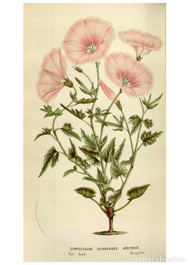 Colecionismo de Revistas e Jornais: Reproducci&oacute;n/Reproduction 49584049671: Flore des serres et des jardins de l'Europe. A Gand :chez Lou