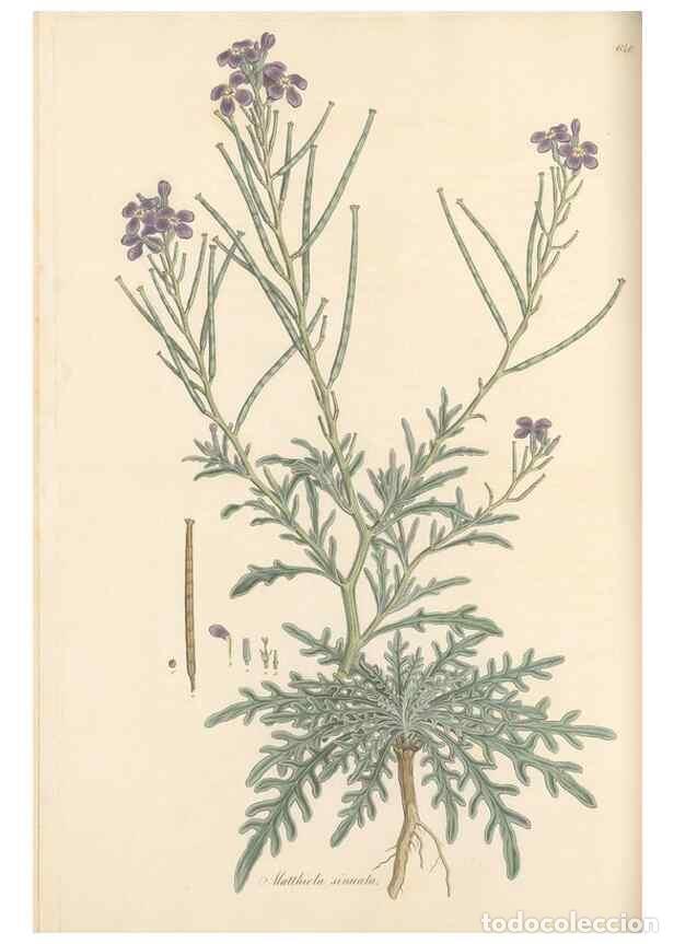 Colecionismo de Revistas e Jornais: Reproducci&oacute;n/Reproduction 49557749511: Flora Graeca, sive, Plantarum rariorum historia, quas in prov