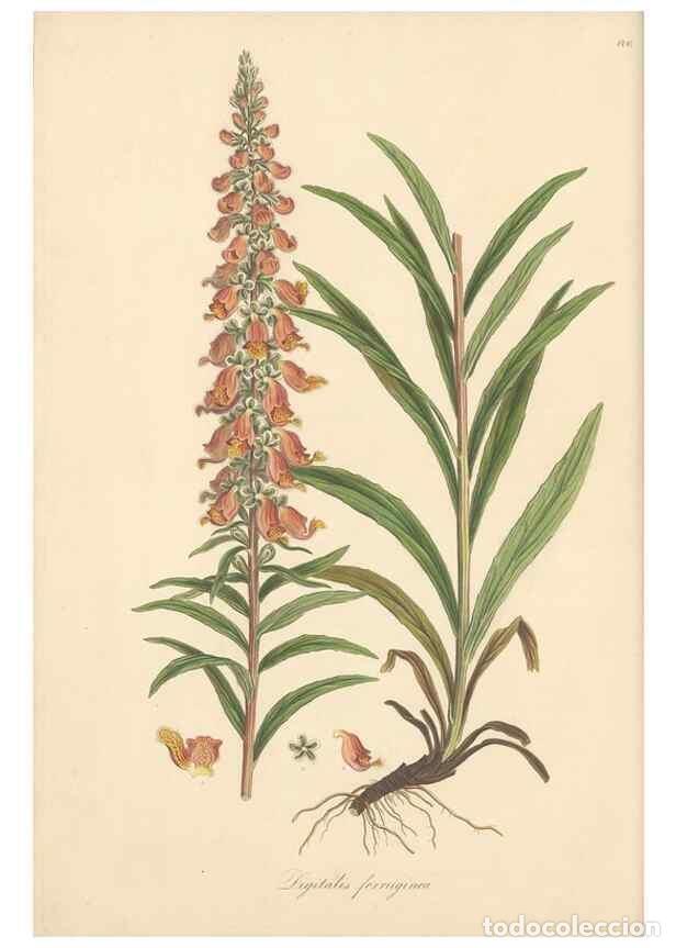 Colecionismo de Revistas e Jornais: Reproducci&oacute;n/Reproduction 49557739386: Flora Graeca, sive, Plantarum rariorum historia, quas in prov