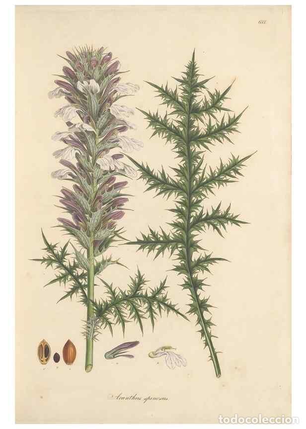 Colecionismo de Revistas e Jornais: Reproducci&oacute;n/Reproduction 49557975677: Flora Graeca, sive, Plantarum rariorum historia, quas in prov