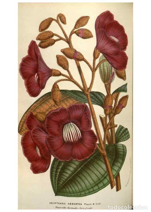 Colecionismo de Revistas e Jornais: Reproducci&oacute;n/Reproduction 49583833616: Flore des serres et des jardins de l'Europe. A Gand :chez Lou