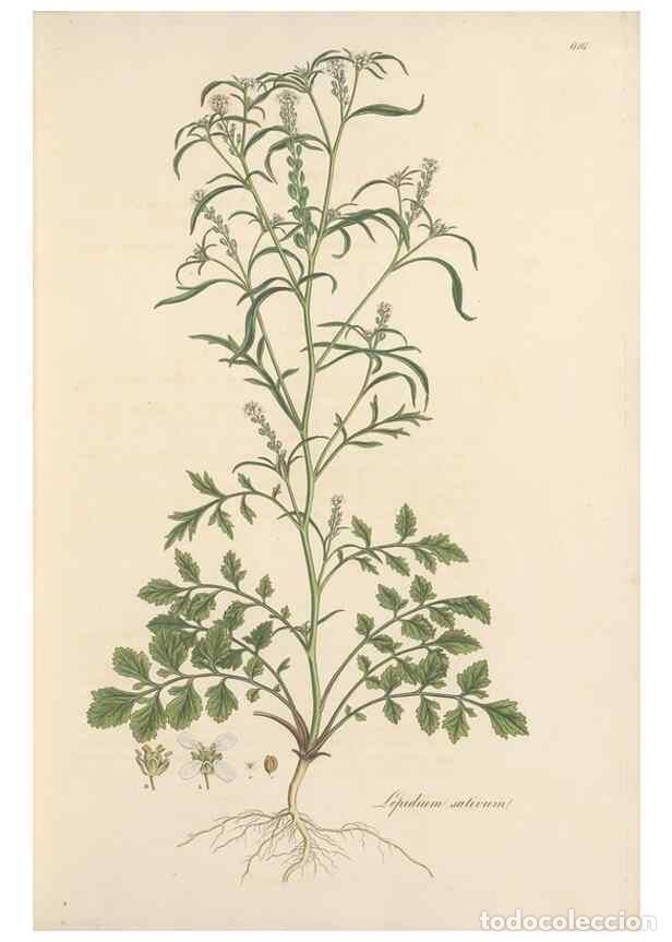 Colecionismo de Revistas e Jornais: Reproducci&oacute;n/Reproduction 49557977177: Flora Graeca, sive, Plantarum rariorum historia, quas in prov