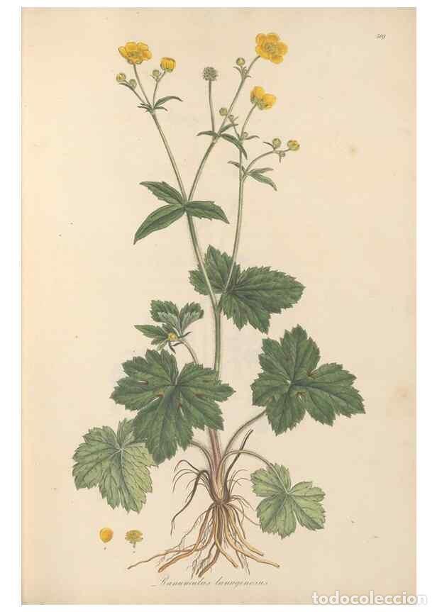 Colecionismo de Revistas e Jornais: Reproducci&oacute;n/Reproduction 49557892387: Flora Graeca, sive, Plantarum rariorum historia, quas in prov