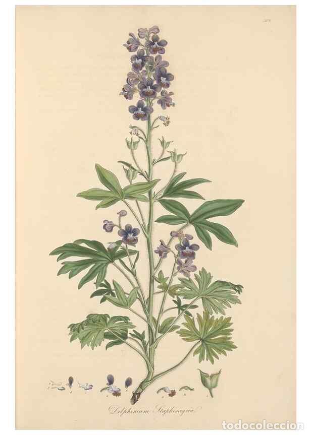 Colecionismo de Revistas e Jornais: Reproducci&oacute;n/Reproduction 49557654701: Flora Graeca, sive, Plantarum rariorum historia, quas in prov