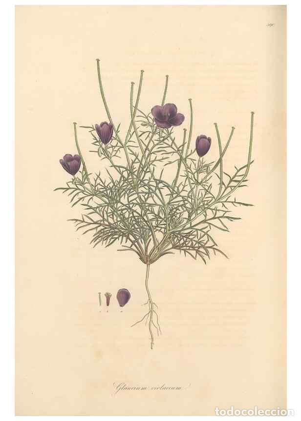 Colecionismo de Revistas e Jornais: Reproducci&oacute;n/Reproduction 49557085558: Flora Graeca, sive, Plantarum rariorum historia, quas in prov
